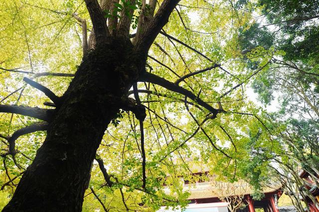 邀市民游客邂逅最美金秋！2025成都金秋银杏季文旅促消费活动启动