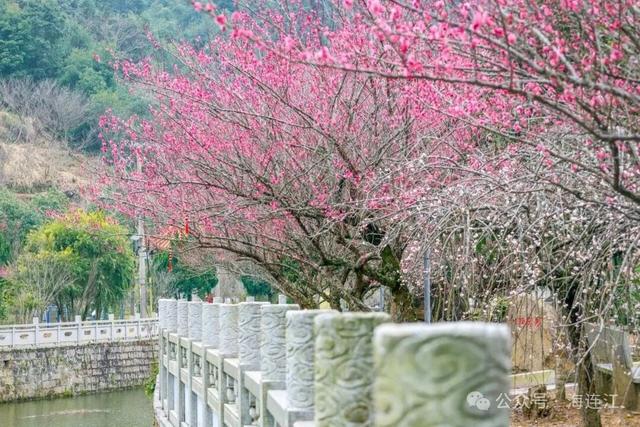 美翻啦！福州这里梅花初绽，等你来赏！