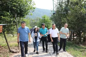 你买的“困鹿山”可能和普洱无关！“困鹿山”茶商标被抢注……图片