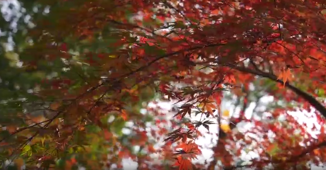 浙里“枫”光正好！多地红叶进入最佳观赏期 解锁秋冬限定浪漫