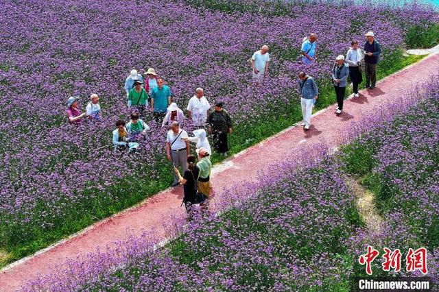 湖北巴东：七彩花海“圈粉”游客