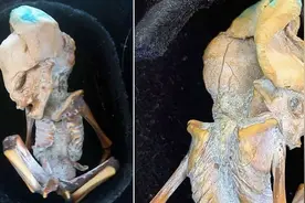 “形似外星人”的木乃伊曝光 研究者：有明显脐带，具有哺乳动物的特征图片