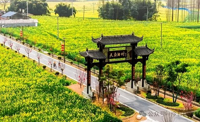 大冬天去赏什么花~油菜花！