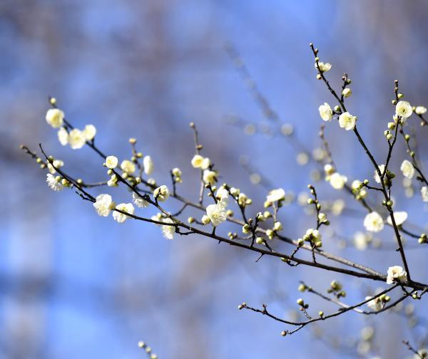 深山寻梅正当时