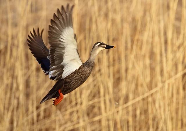 万羽齐飞！鄱阳湖观鸟季拉开序幕