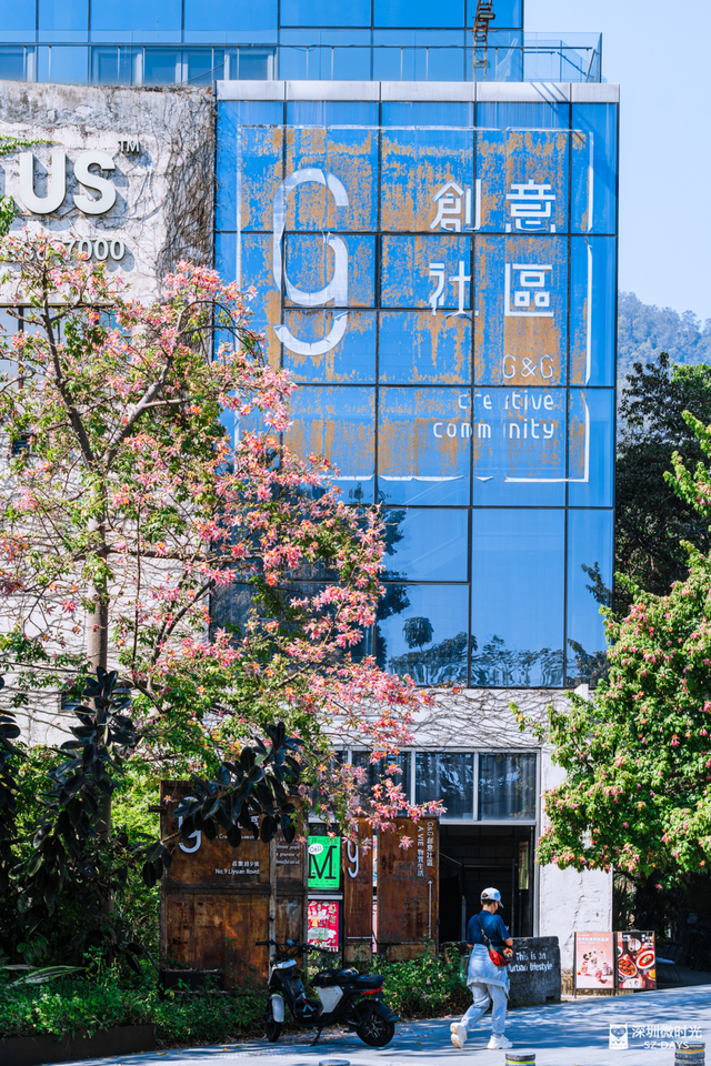 一条荔园路，多少蛇口人的前半生