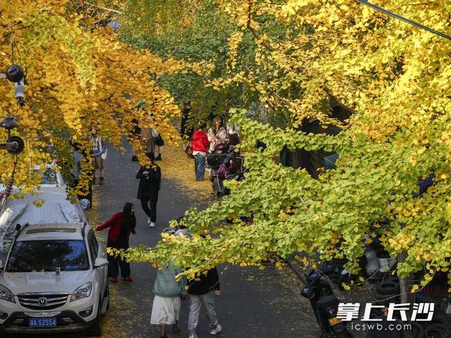 国庆巷变身“黄金走廊” 引众多游人打卡丨组图