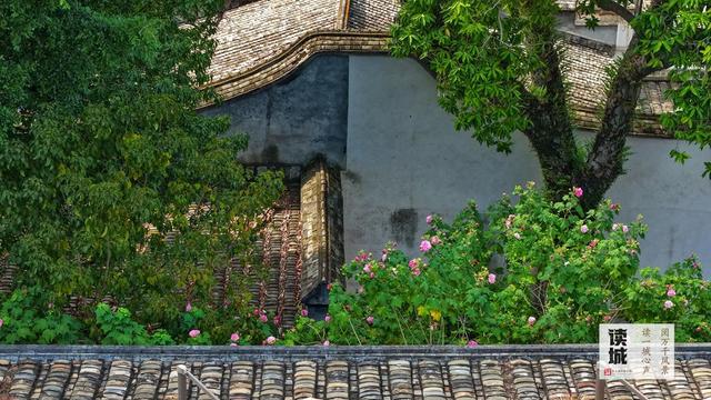 这份“拒霜之美” 藏着福州独有的秋冬温柔