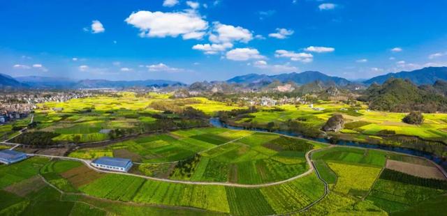 赏杏预告｜限时鎏金，打卡银杏的高光时刻