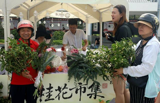 江苏苏州：“花漾苏州 桂香满城”桂花市集开市