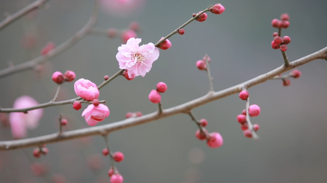 “Mei，我在连云港想开了！”