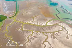 黄海湿地现“潮汐树”景观图片