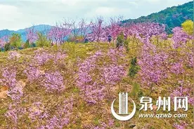 春暖花开 泉州进入赏花季 诸多赏花地成为热门打卡点图片