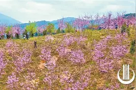 春暖花开 泉州进入赏花季 诸多赏花地成为热门打卡点图片