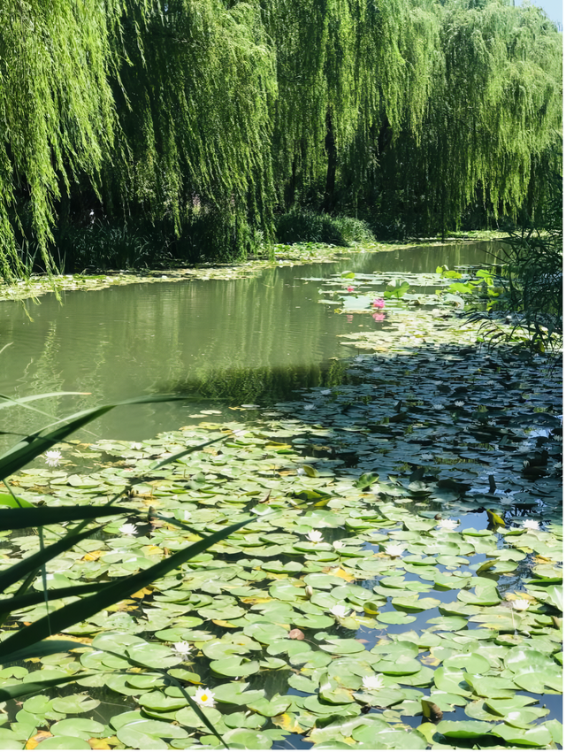 荷香四溢，共赏北京河湖之美