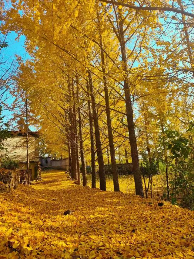 深耕金秋文旅资源，沂水秋季旅游市场热度攀升