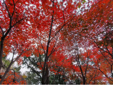畅游青岛 文明相伴｜山海披红装，崂山进入高饱和度的秋天！