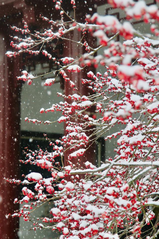 薄雪压枝，300年古梅破寒开放！武汉市迎来今年首场降雪，众多游客冒雪打卡东湖梅园