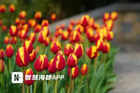 就在福州乌龙江公园！本周六一起种下多彩郁金香图片