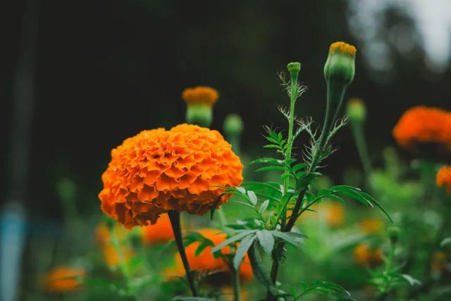最佳赏花期至10月初 腾冲明光鸦乌山千亩花海等你来
