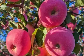 甘肃通渭：金秋苹果迎丰收图片