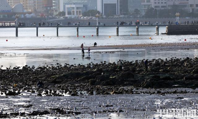 赶海+赏鸥，青岛走起