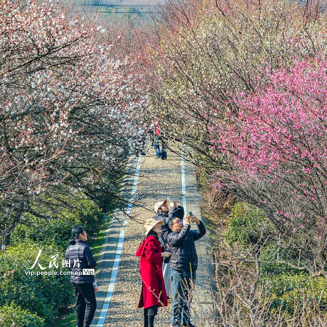 江苏南京：梅花绽放迎客来