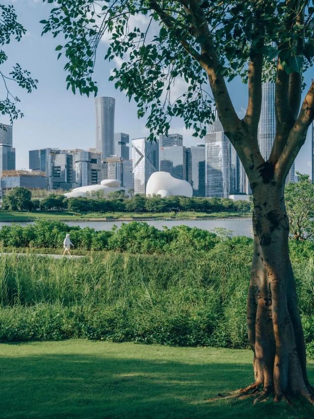 火了！深圳湾“悬浮阿姨”