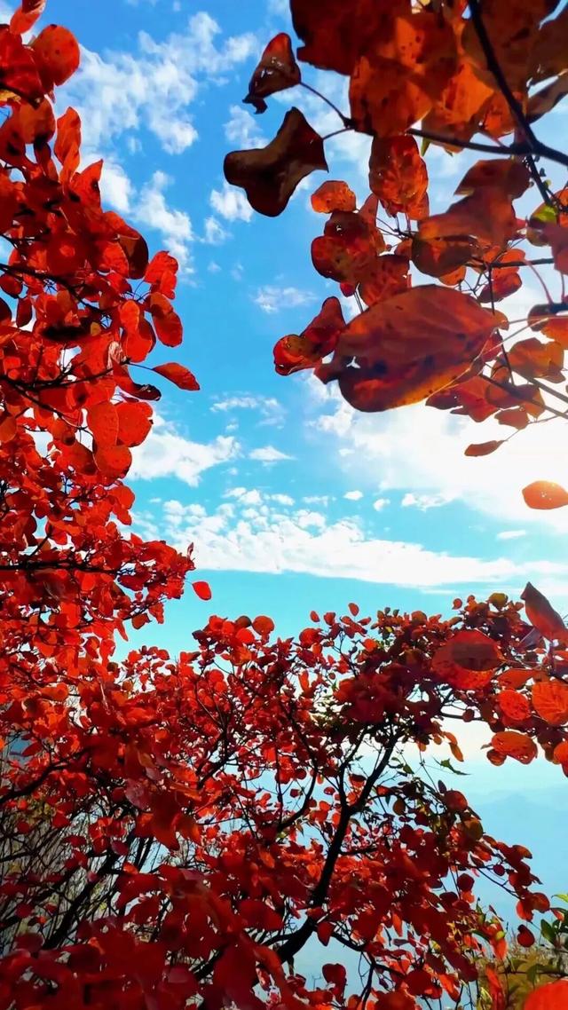 何处红叶醉人眼？何物最暖游子心？