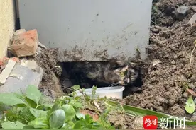 及时出手化险为夷，社区解救被困小猫图片