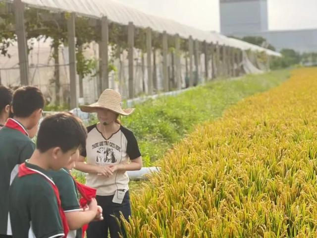嘉定唯一！这条秋季村游路线入选国家级榜单，快来打卡吧