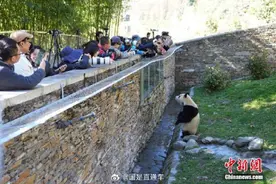 福宝正式复出变成胖宝，网友：胖了，更可爱了！图片