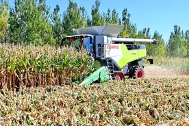 梧桐河农场：金秋好“丰”景 玉米收获忙图片