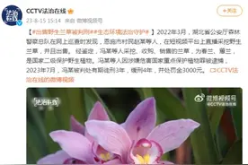 村民直播采挖野生兰草并出售，被判有期徒刑3年缓刑4年图片