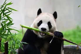 大熊猫“福宝”今日与公众见面图片