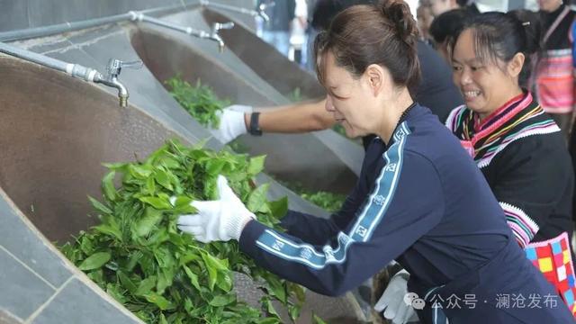 世界遗产景迈山的“暖冬”：茶香弥漫 旅游升温
