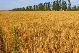 瓜州：6.1万亩小麦开镰收割图片