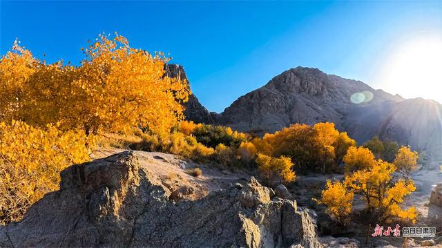 敦煌：秋染悬泉谷 胡杨绘画卷