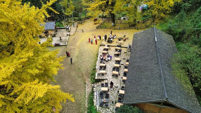 【天眼影像】仁怀:千年古银杏群金黄胜境 绘就黔北冬日乡愁地标