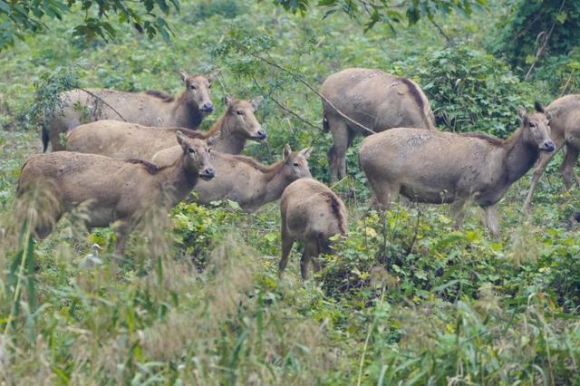 何以中国｜古城活了、生态美了，荆州成文旅市场黑马
