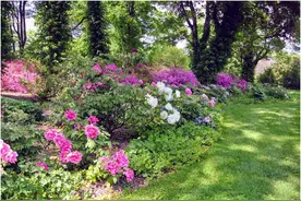 牡丹？芍药？分不清的朋友进来看看~图片