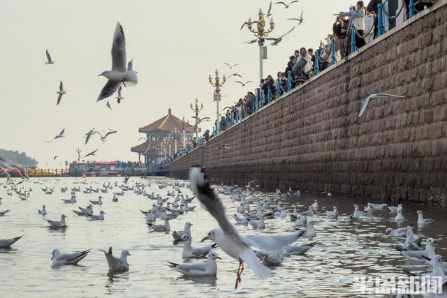 栈桥赏鸥已开始进入最佳观赏期！