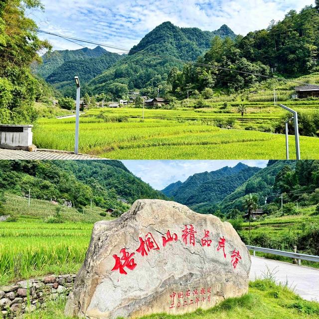 田里捉鱼，星空下打滚！习水梧桐山邀你住进《你好生活》同款民宿
