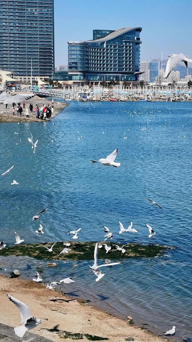 治愈天花板！快来“鸥”遇冬日山东