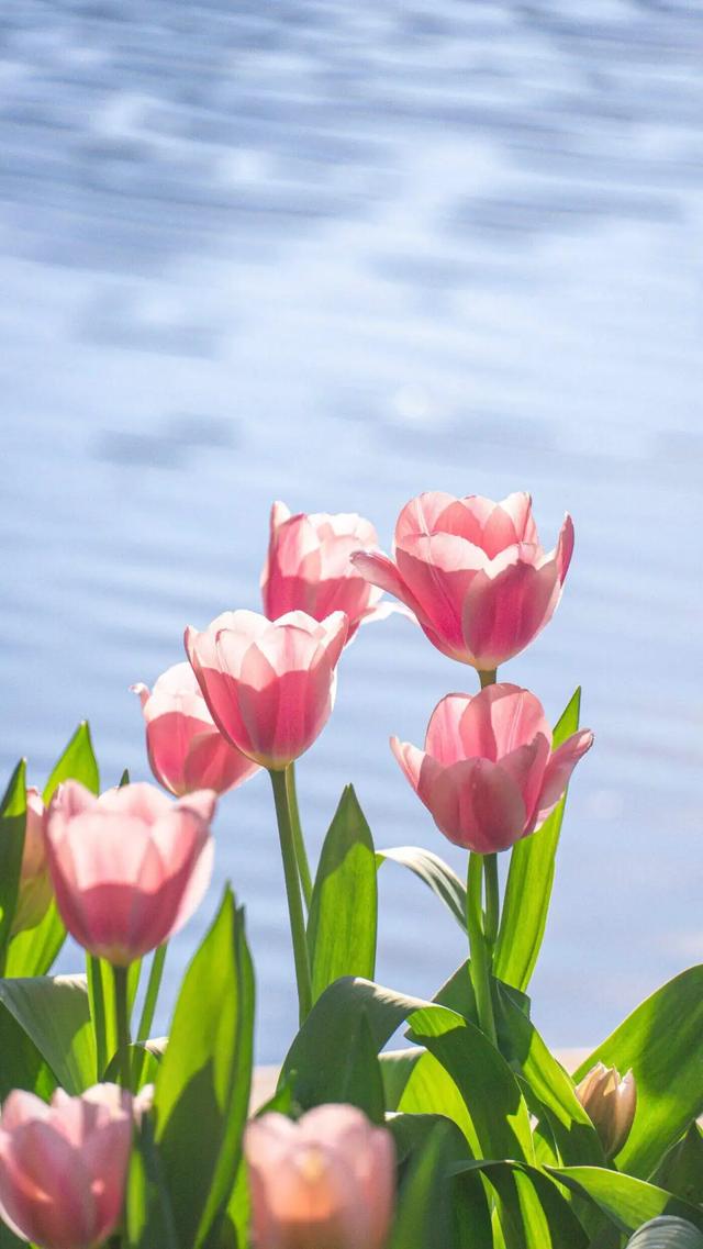 冬樱花、梅花、郁金香、虞美人......昆明最全赏花攻略请查收