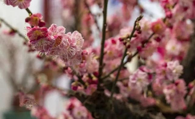 梅花盛放！京城“梅园”汇总来了