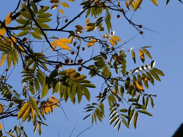 昌化路无患子披金裳，在街头邂逅油画般的秋色浪漫