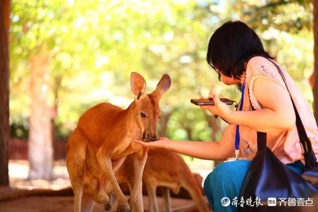 抓住暑假尾巴！来动物世界日夜奇幻狂欢，甜蜜恋爱季制造独家记忆