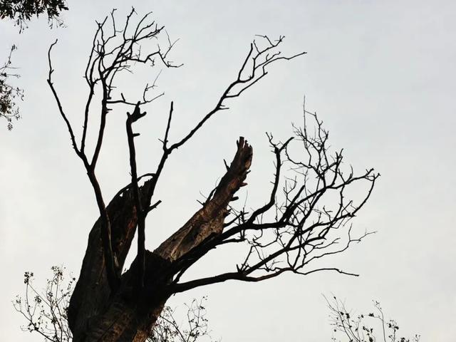 温县，一韵冬色，尽藏美好！