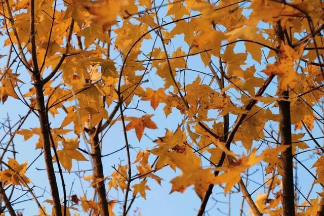 太美了！来副中心，邂逅落叶童话~